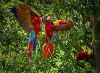 Por qué las guacamayas rojas dejan morir a sus crías y cómo una científica peruana intenta salvarlas