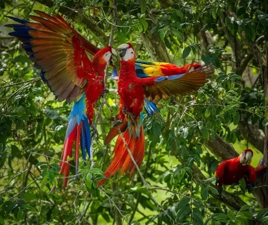 Por qué las guacamayas rojas dejan morir a sus crías y cómo una científica peruana intenta salvarlas