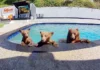 Compartimos casa con una familia de osos que se baña varios días a la semana en nuestra piscina