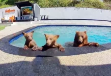 Compartimos casa con una familia de osos que se baña varios días a la semana en nuestra piscina