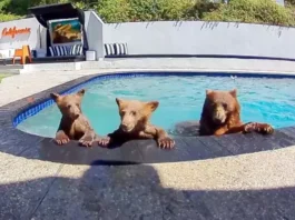 Compartimos casa con una familia de osos que se baña varios días a la semana en nuestra piscina