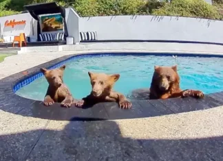 Compartimos casa con una familia de osos que se baña varios días a la semana en nuestra piscina