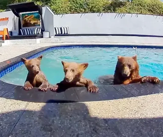 Compartimos casa con una familia de osos que se baña varios días a la semana en nuestra piscina