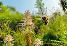 Las potentes y conmovedoras imágenes ganadoras del concurso Fotógrafo de Vida Silvestre del Año 2026