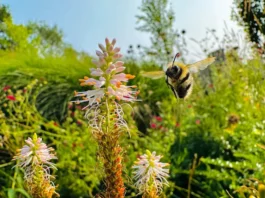 Las potentes y conmovedoras imágenes ganadoras del concurso Fotógrafo de Vida Silvestre del Año 2026