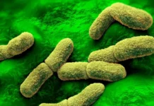 EE.UU. «sigue de cerca» el caso de una científica rusa que falleció en un centro de investigación de la peste en Siberia